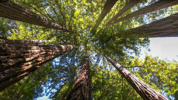 Best Arborist Consultation Services  in Kiefer, OK