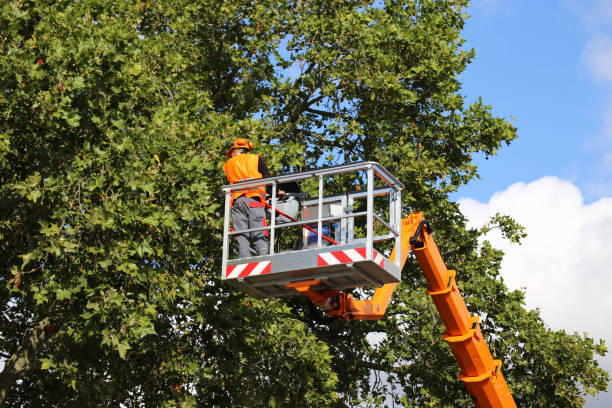 Kiefer, OK Tree Services Company