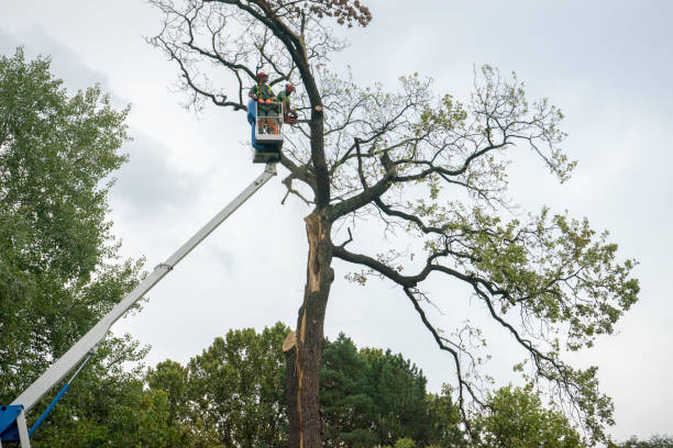 Best Tree Cabling and Bracing  in Kiefer, OK