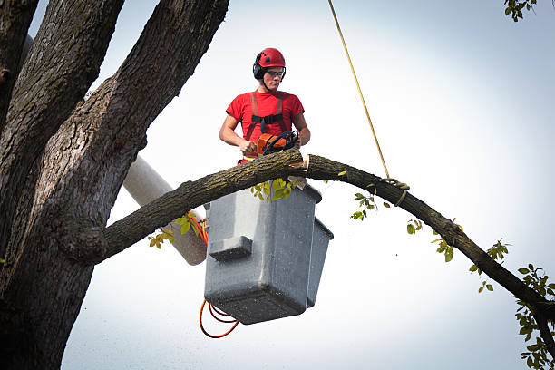 Best Hazardous Tree Removal  in Kiefer, OK