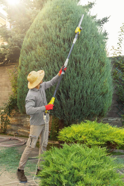 Best Tree Maintenance Programs  in Kiefer, OK