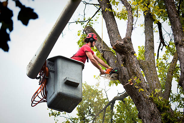 Best Utility Line Clearance  in Kiefer, OK