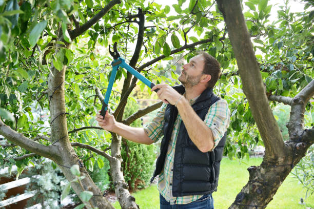 Best Tree Trimming and Pruning  in Kiefer, OK